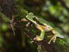 Masked Treefrog- Costa Rica- Central America Art Print